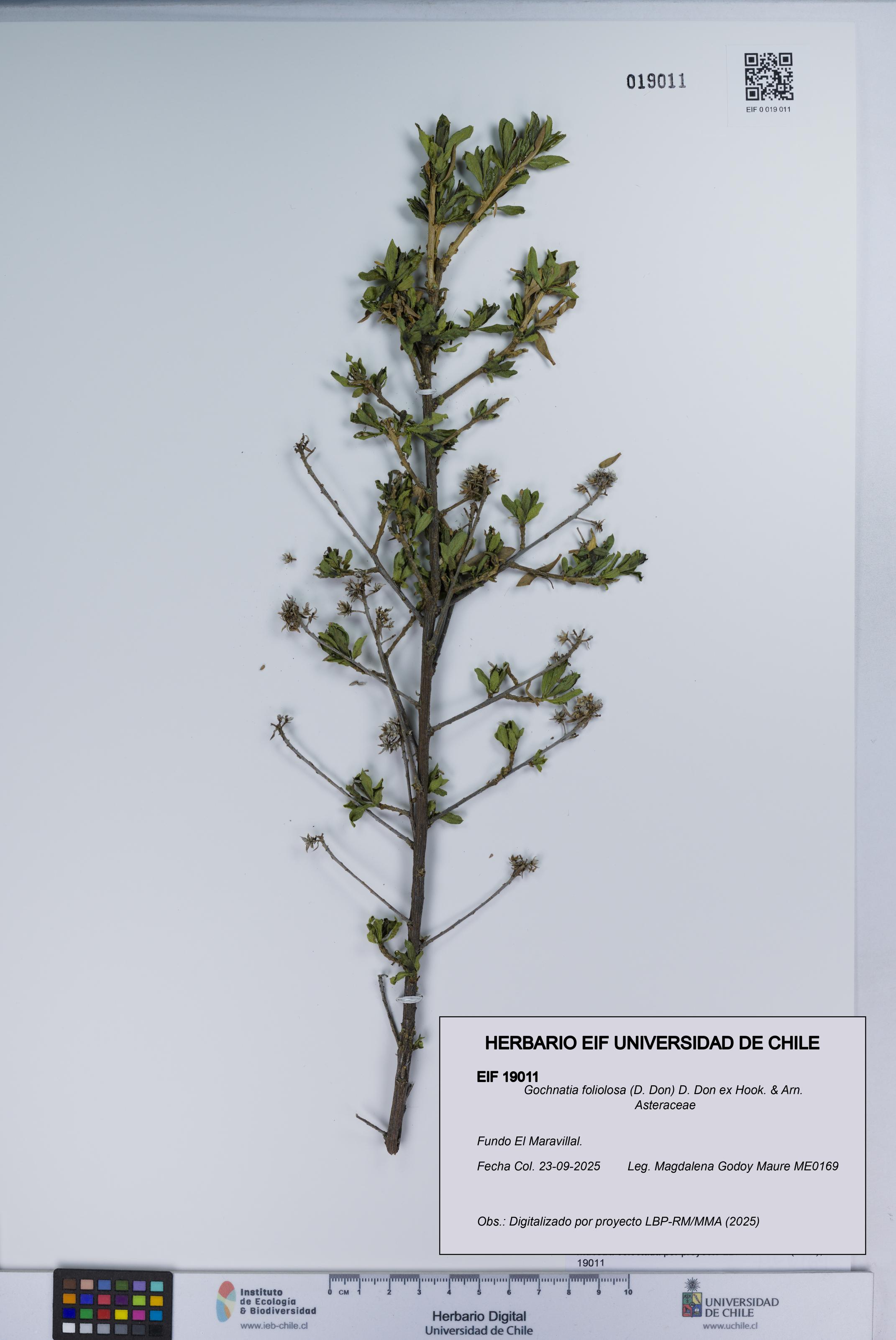 Gochnatia foliolosa [Espécimen: UCH:EIF:0019011]