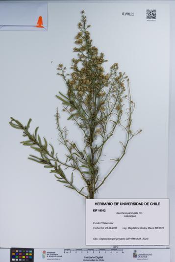 Baccharis paniculata [Espécimen: UCH:EIF:0019012]