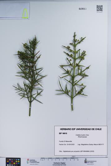 Colletia hystrix [Espécimen: UCH:EIF:0019013]
