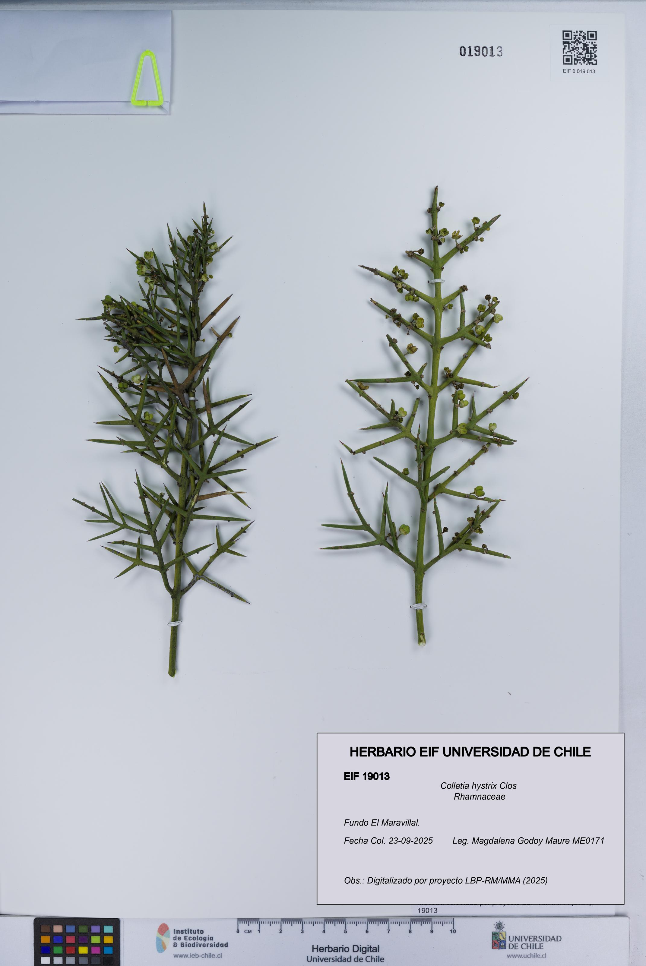Colletia hystrix [Espécimen: UCH:EIF:0019013]