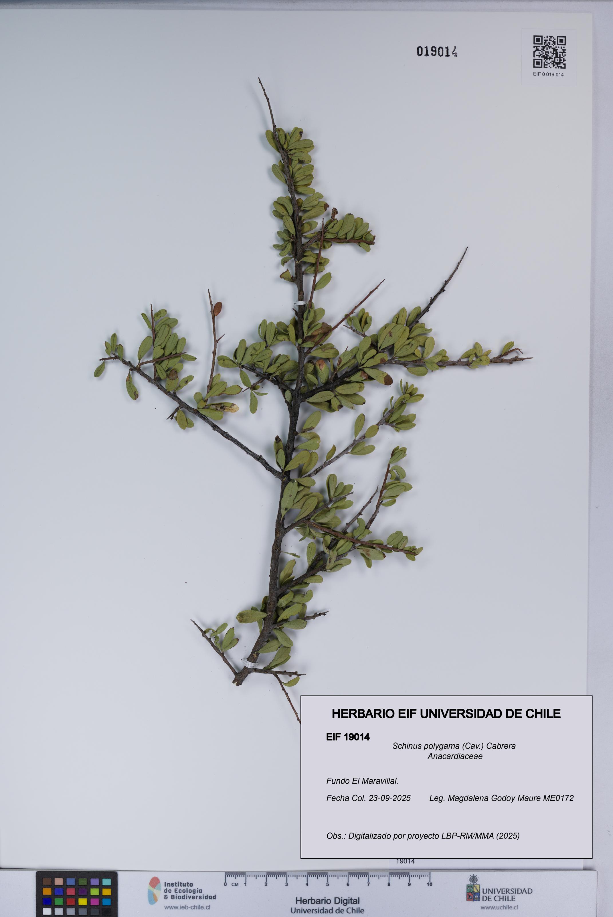 Schinus polygama [Espécimen: UCH:EIF:0019014]