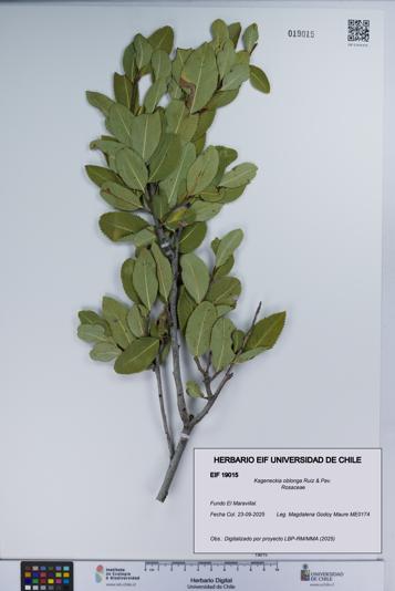 Kageneckia oblonga [Espécimen: UCH:EIF:0019015]