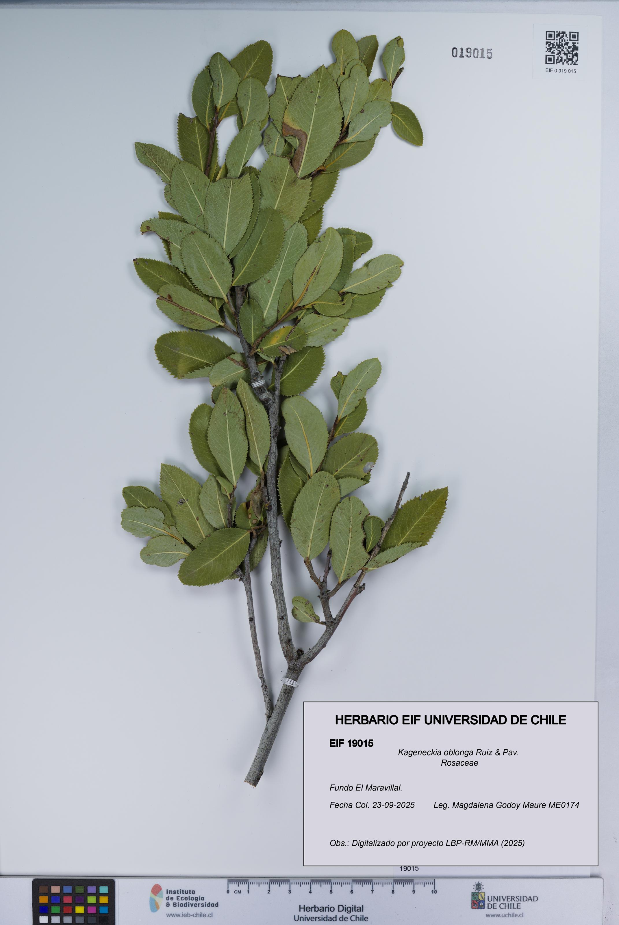 Kageneckia oblonga [Espécimen: UCH:EIF:0019015]