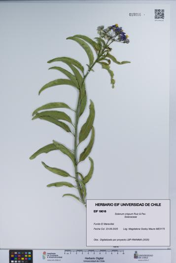 Solanum crispum [Espécimen: UCH:EIF:0019016]