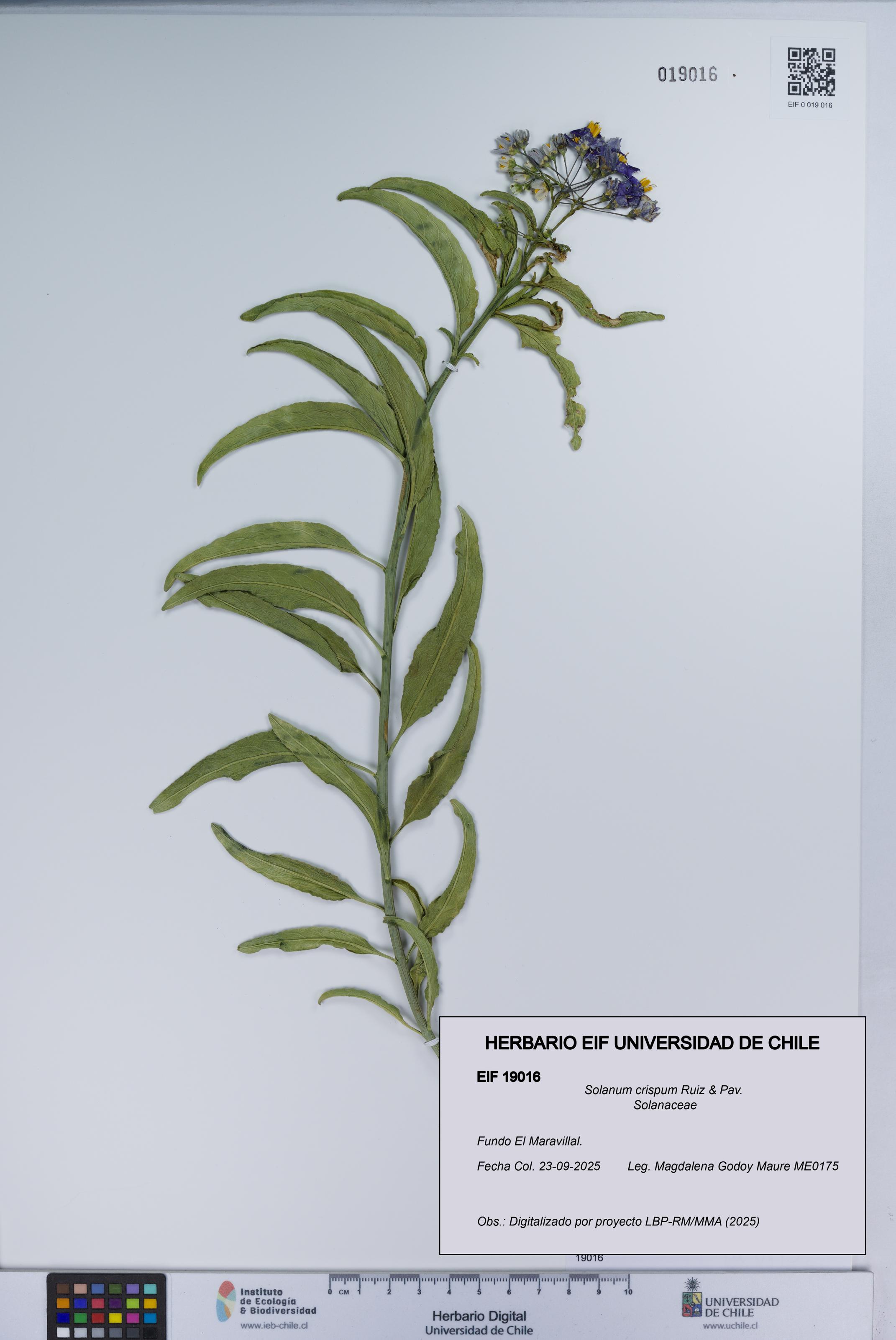 Solanum crispum [Espécimen: UCH:EIF:0019016]