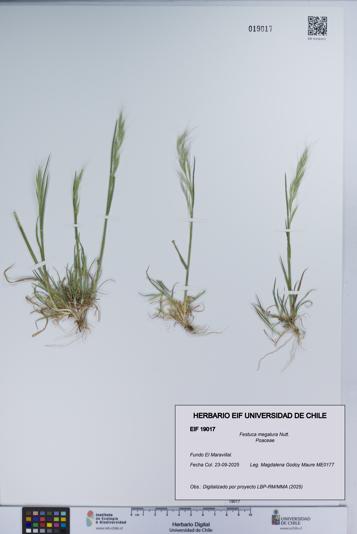 Festuca megalura [Espécimen: UCH:EIF:0019017]