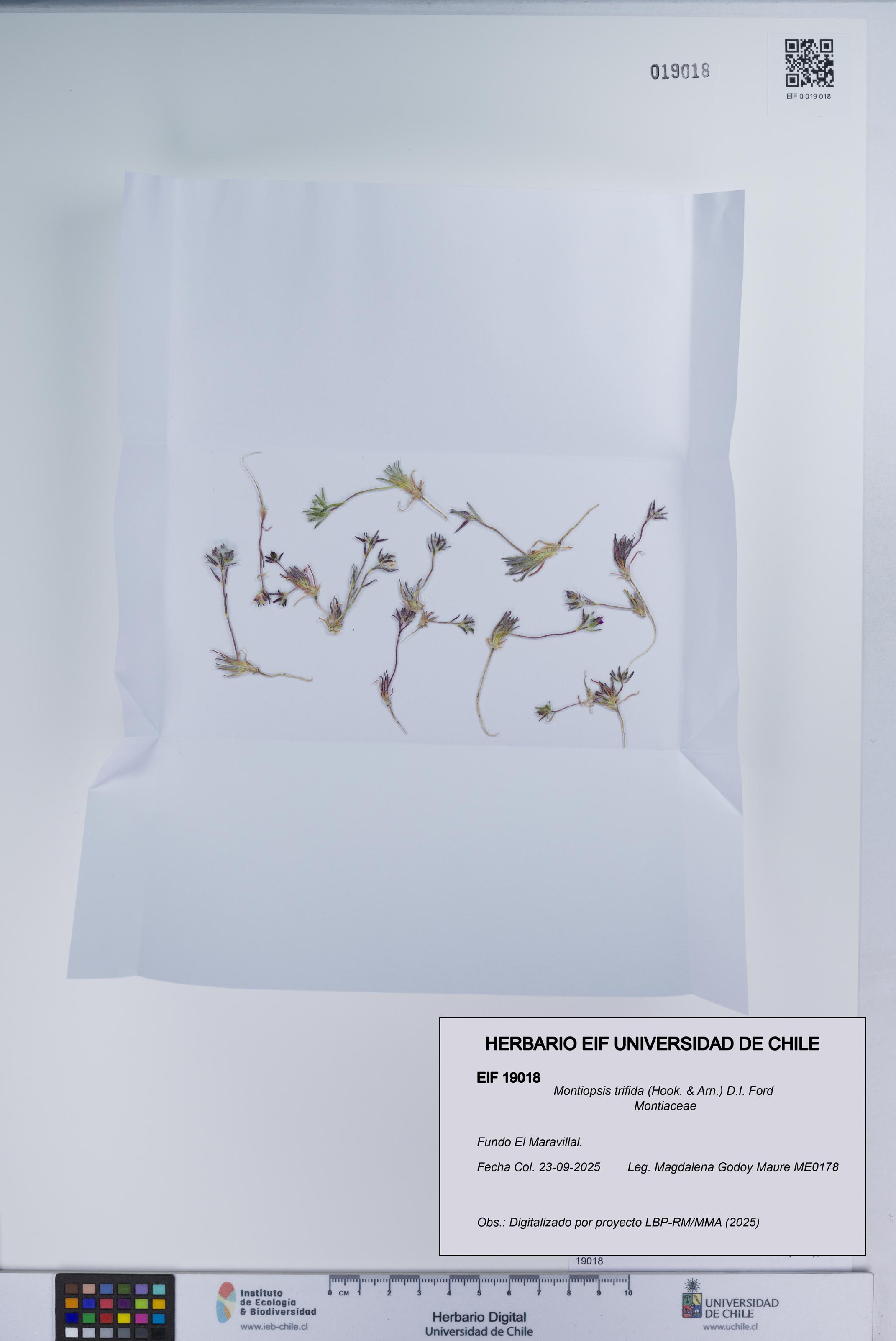 Montiopsis trifida [Espécimen: UCH:EIF:0019018]