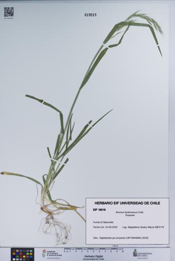 Bromus berteroanus [Espécimen: UCH:EIF:0019019]