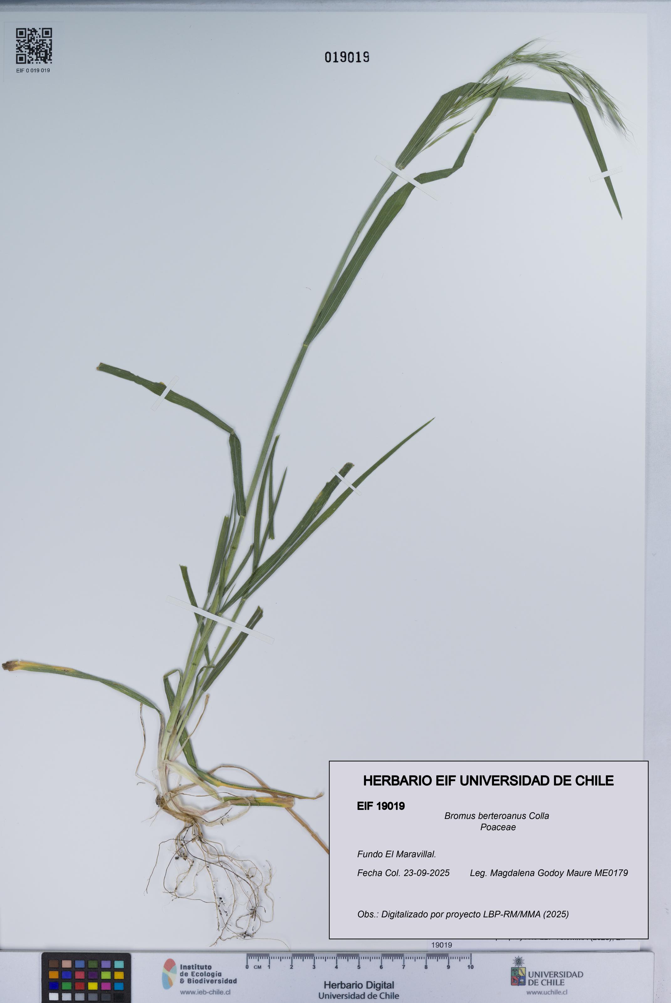 Bromus berteroanus [Espécimen: UCH:EIF:0019019]