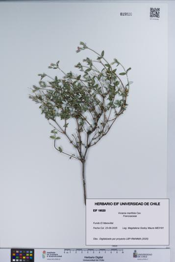 Viviania marifolia [Espécimen: UCH:EIF:0019020]