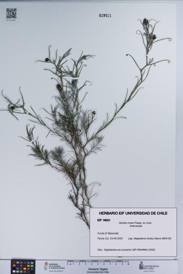 Mutisia rosea [Espécimen: UCH:EIF:0019021]