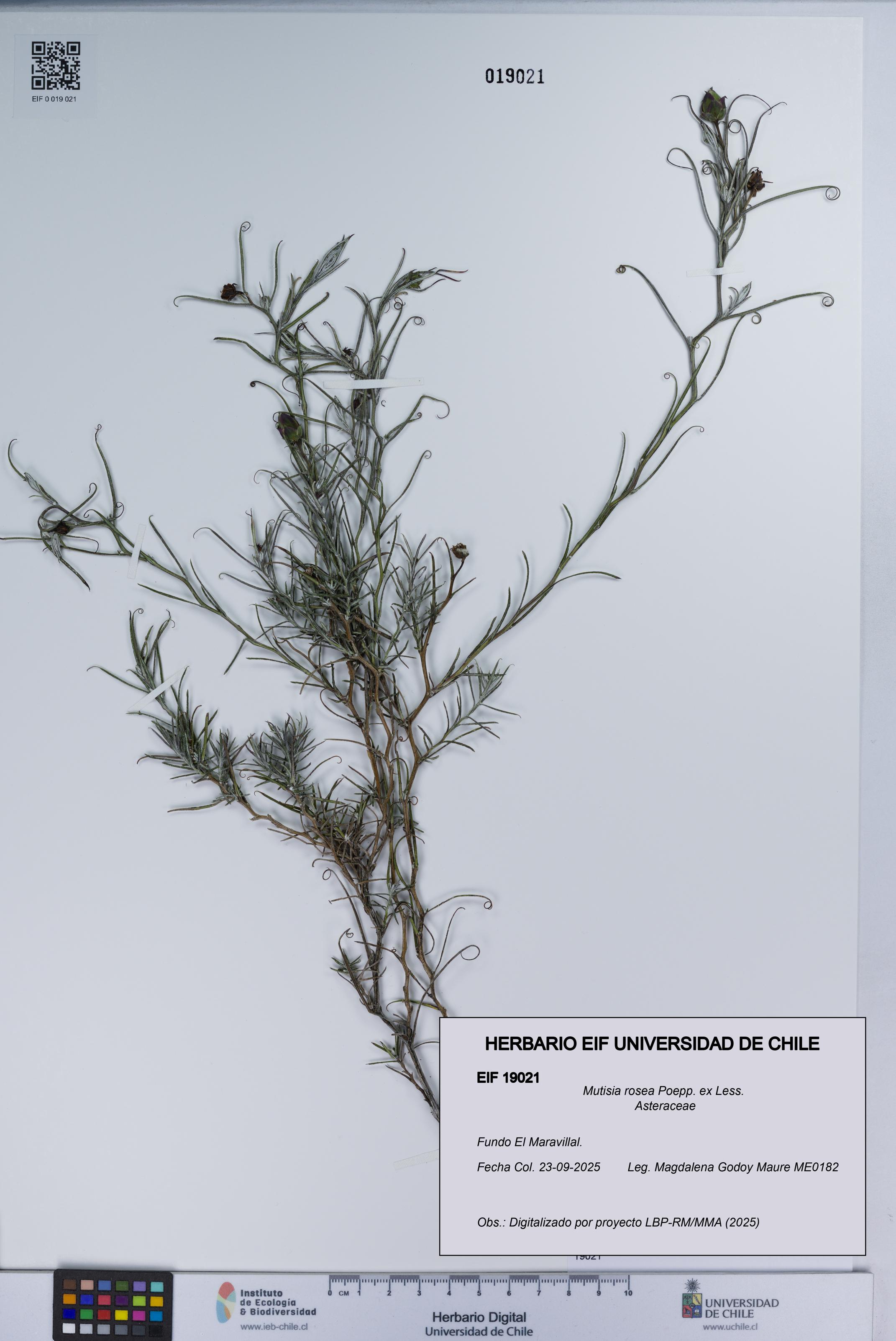 Mutisia rosea [Espécimen: UCH:EIF:0019021]