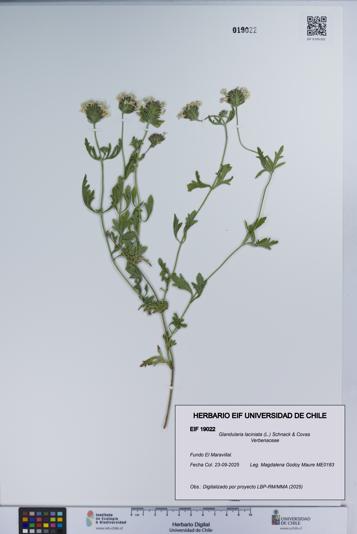 Glandularia laciniata [Espécimen: UCH:EIF:0019022]