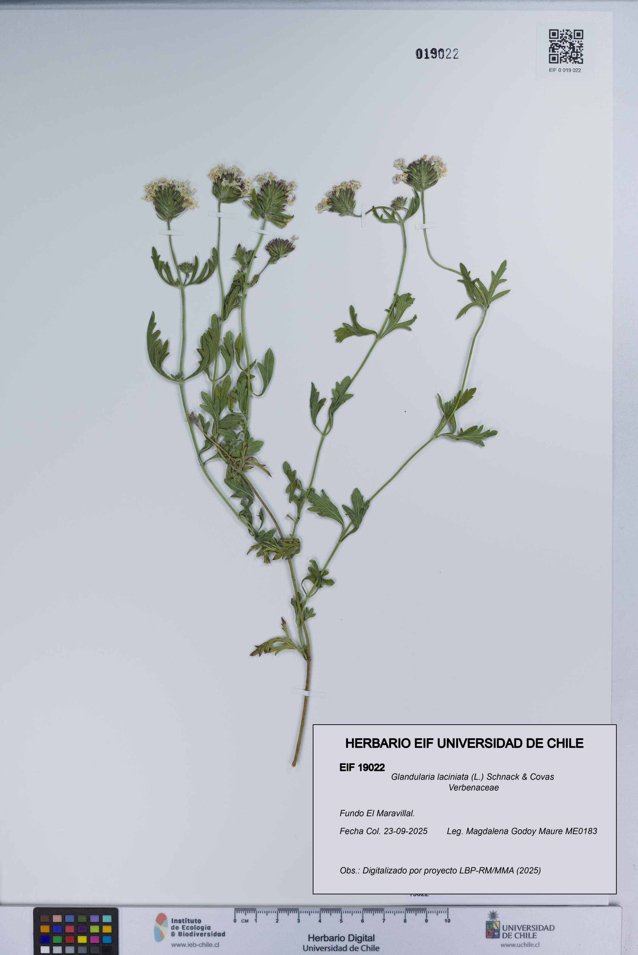 Glandularia laciniata [Espécimen: UCH:EIF:0019022]