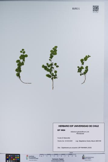 Adiantum glanduliferum [Espécimen: UCH:EIF:0019024]