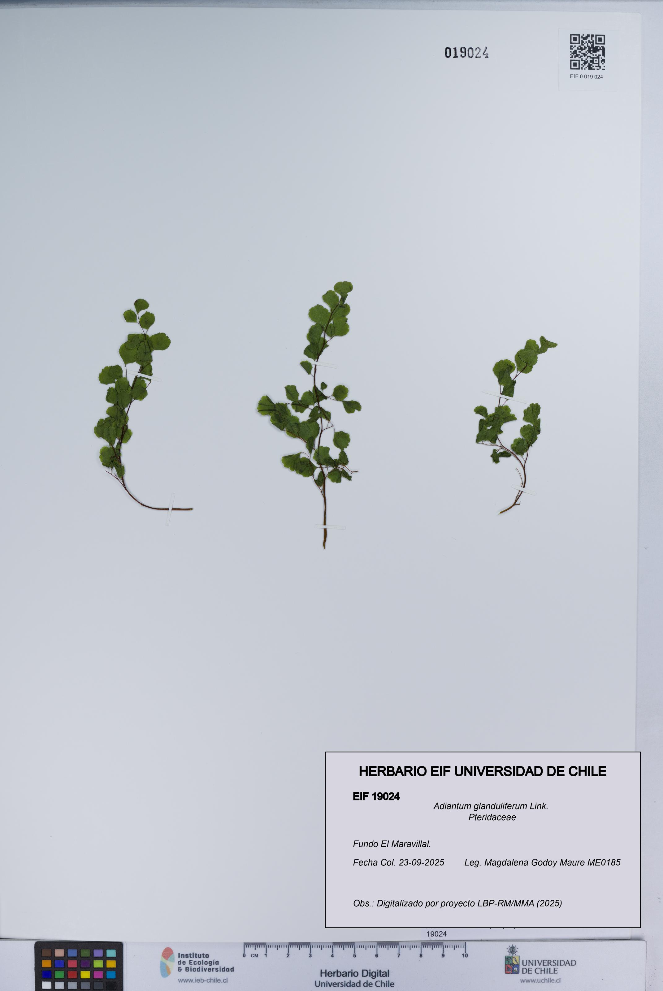 Adiantum glanduliferum [Espécimen: UCH:EIF:0019024]