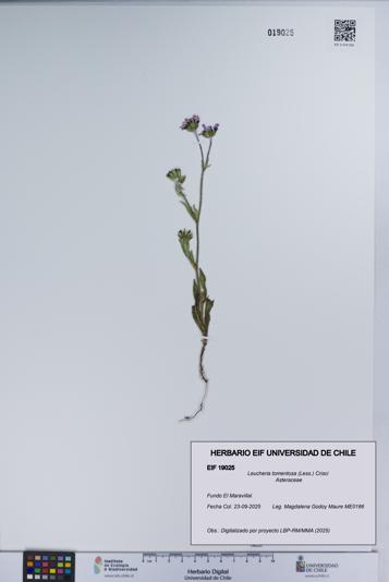 Leucheria tomentosa [Espécimen: UCH:EIF:0019025]