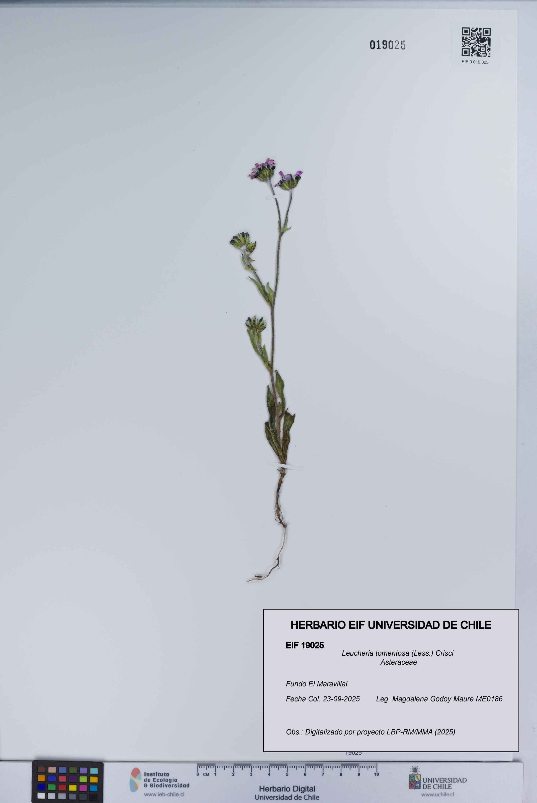 Leucheria tomentosa [Espécimen: UCH:EIF:0019025]