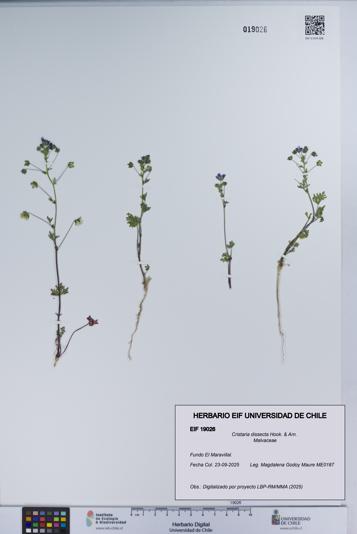 Cristaria dissecta [Espécimen: UCH:EIF:0019026]