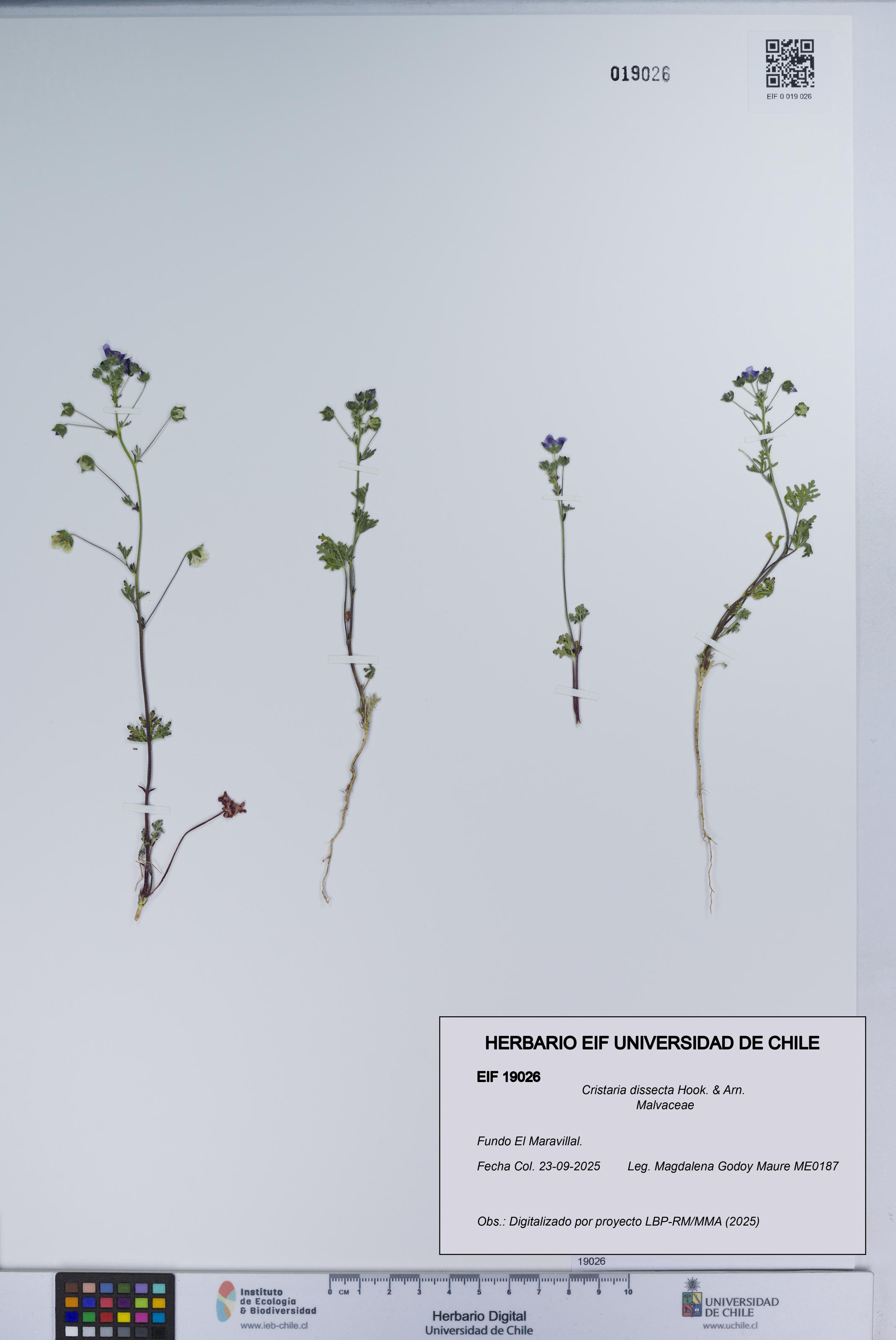 Cristaria dissecta [Espécimen: UCH:EIF:0019026]