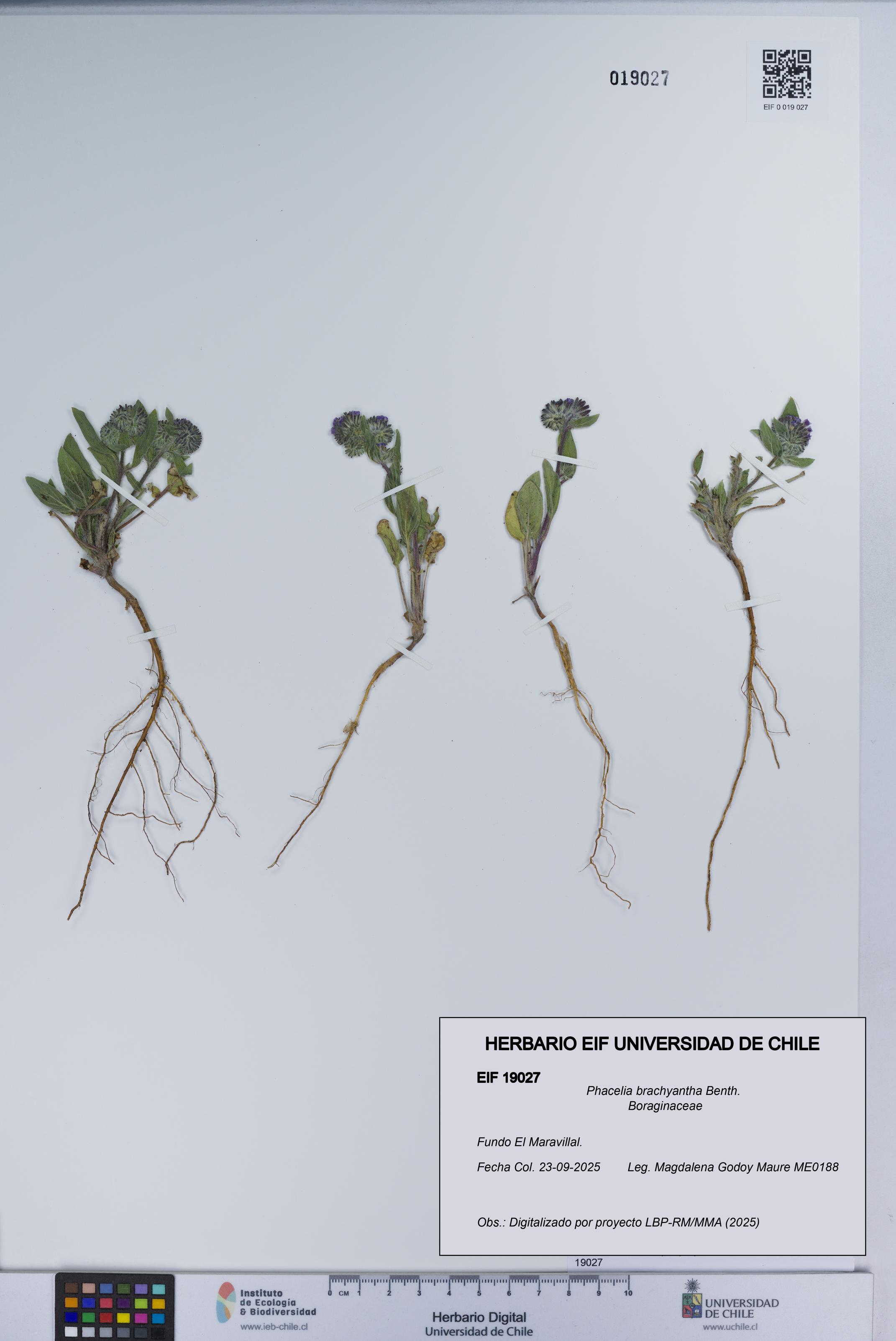 Phacelia brachyantha [Espécimen: UCH:EIF:0019027]