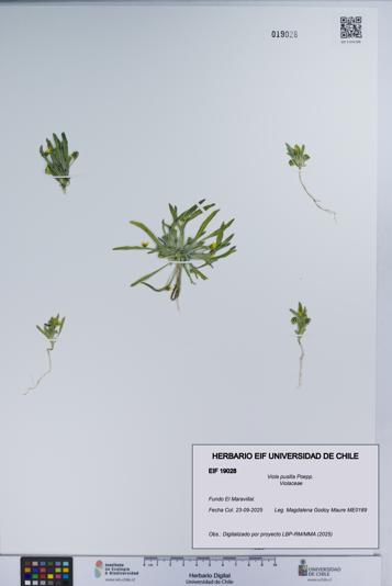 Viola pusilla [Espécimen: UCH:EIF:0019028]