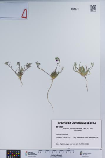 Montiopsis ramosissima [Espécimen: UCH:EIF:0019029]