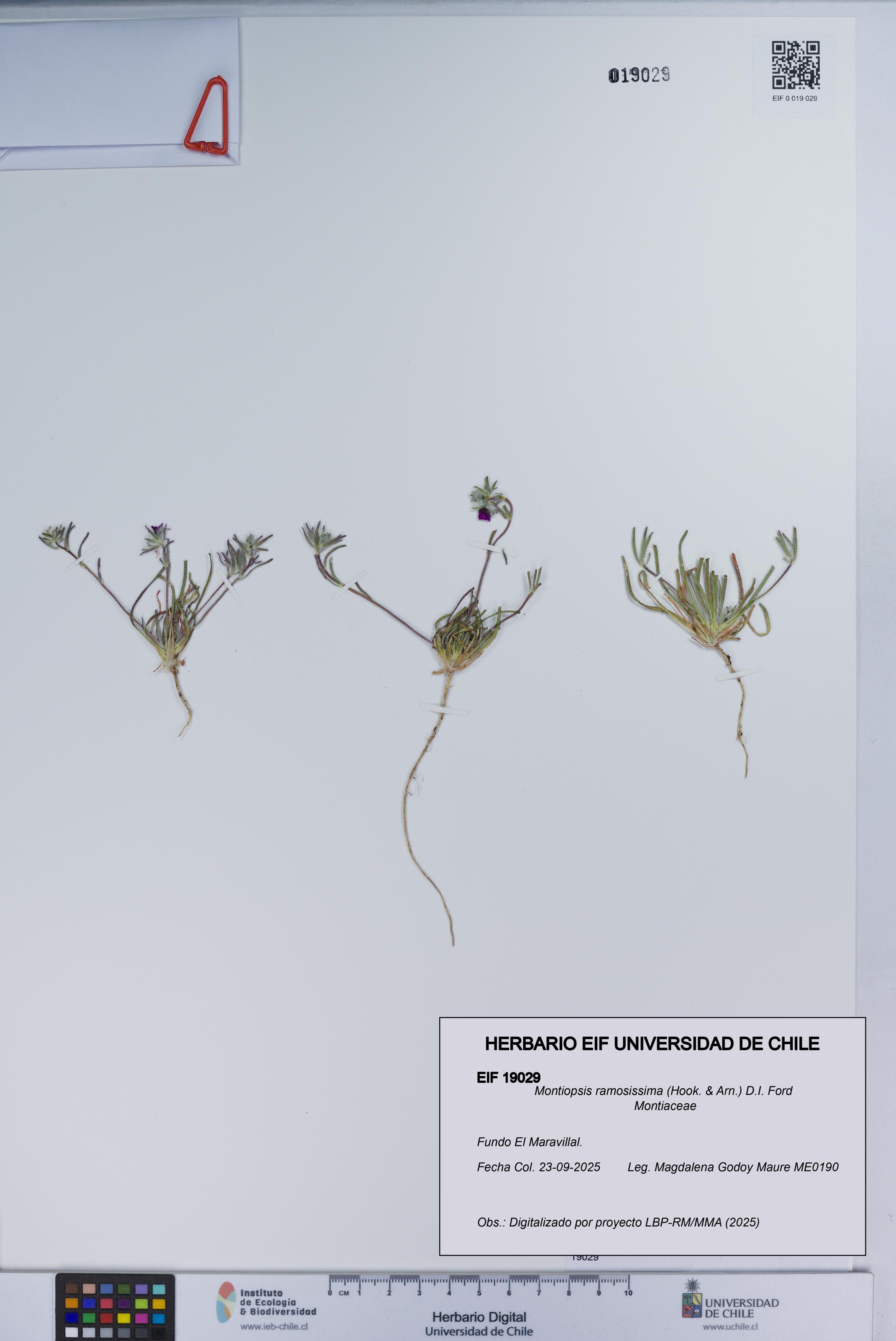 Montiopsis ramosissima [Espécimen: UCH:EIF:0019029]