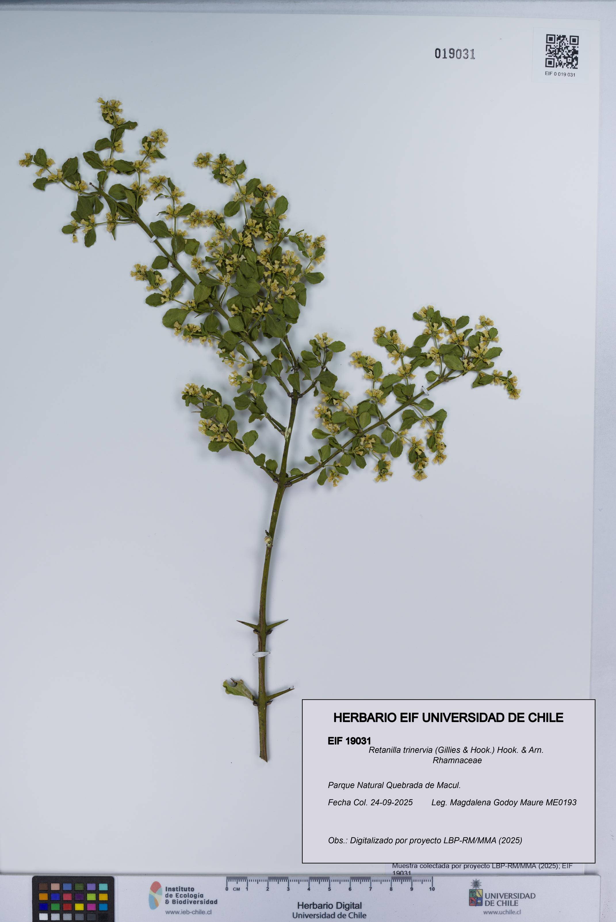 Retanilla trinervia [Espécimen: UCH:EIF:0019031]