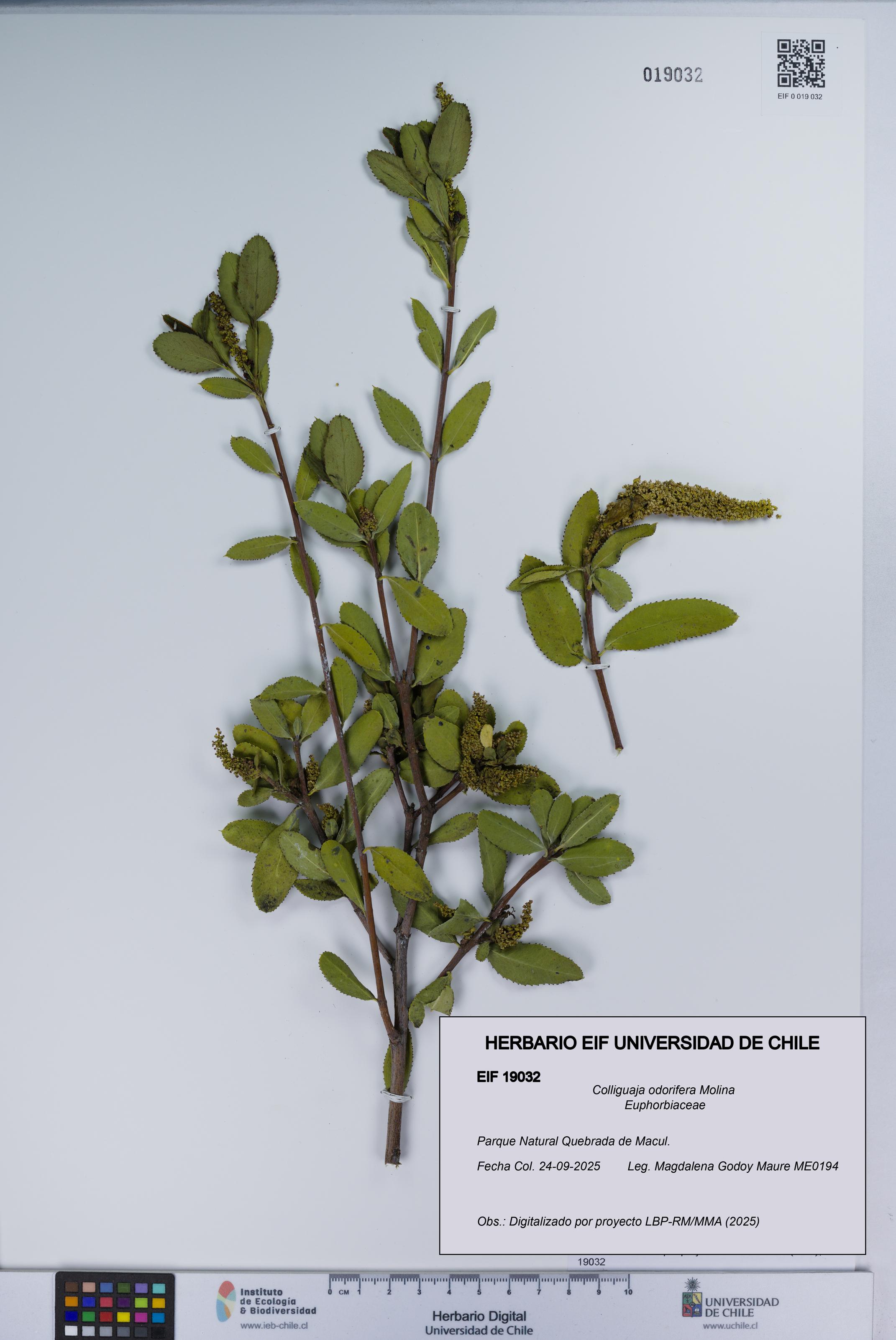 Colliguaja odorifera [Espécimen: UCH:EIF:0019032]