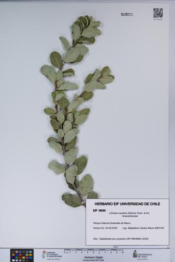 Lithraea caustica [Espécimen: UCH:EIF:0019033]