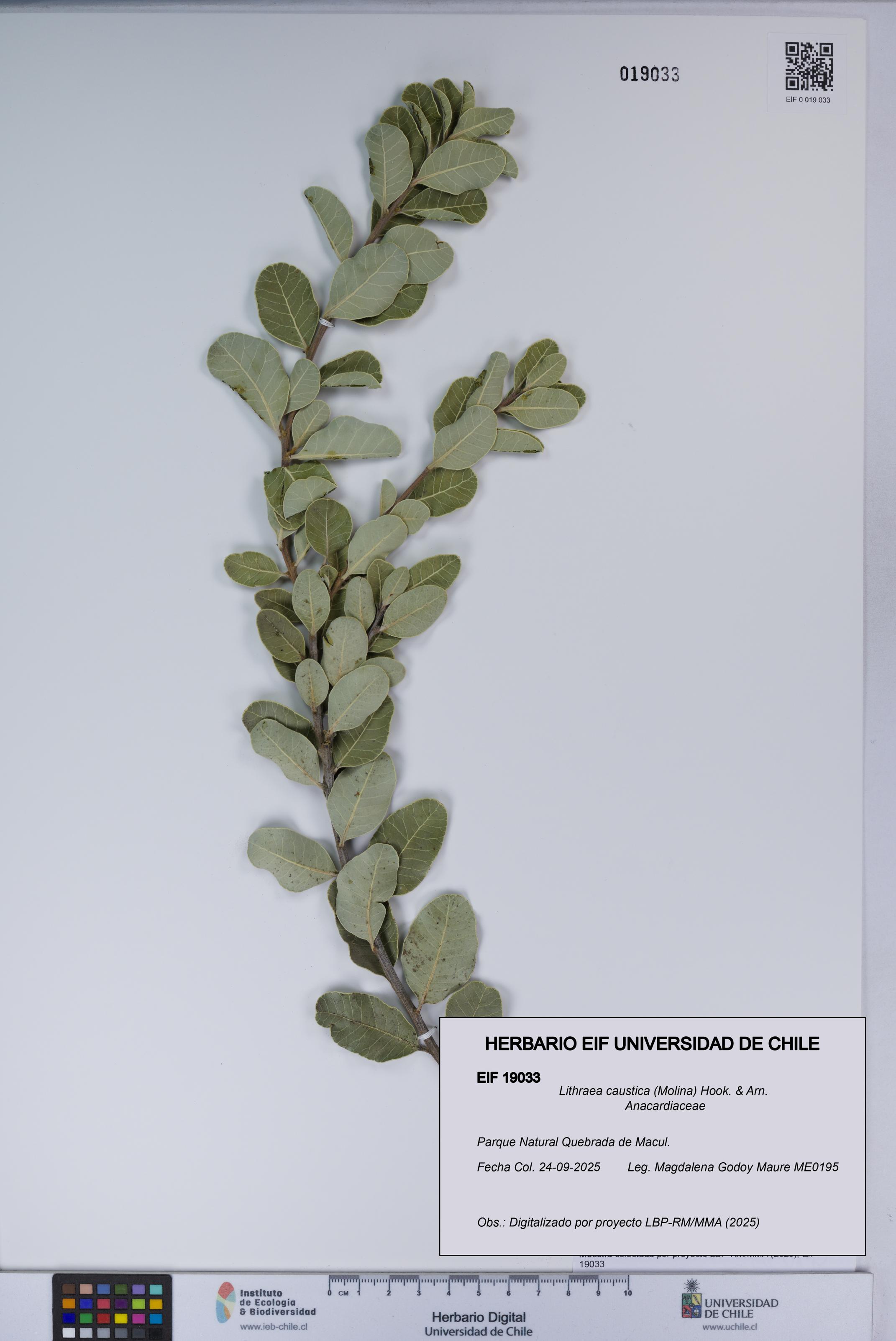 Lithraea caustica [Espécimen: UCH:EIF:0019033]