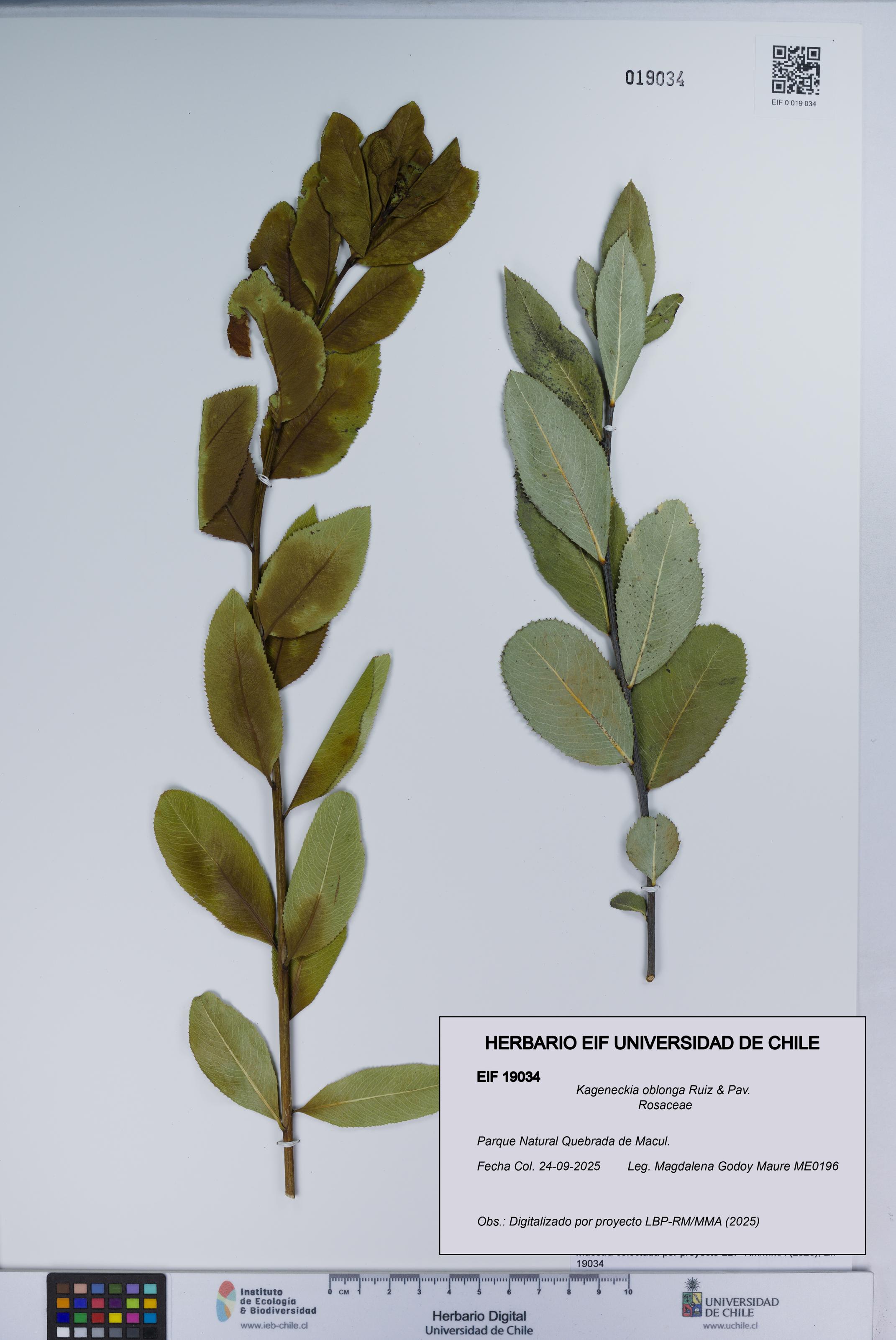 Kageneckia oblonga [Espécimen: UCH:EIF:0019034]