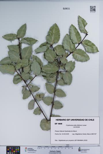 Cryptocarya alba [Espécimen: UCH:EIF:0019035]