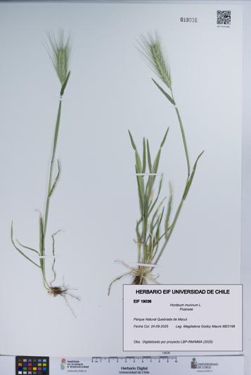 Hordeum murinum [Espécimen: UCH:EIF:0019036]