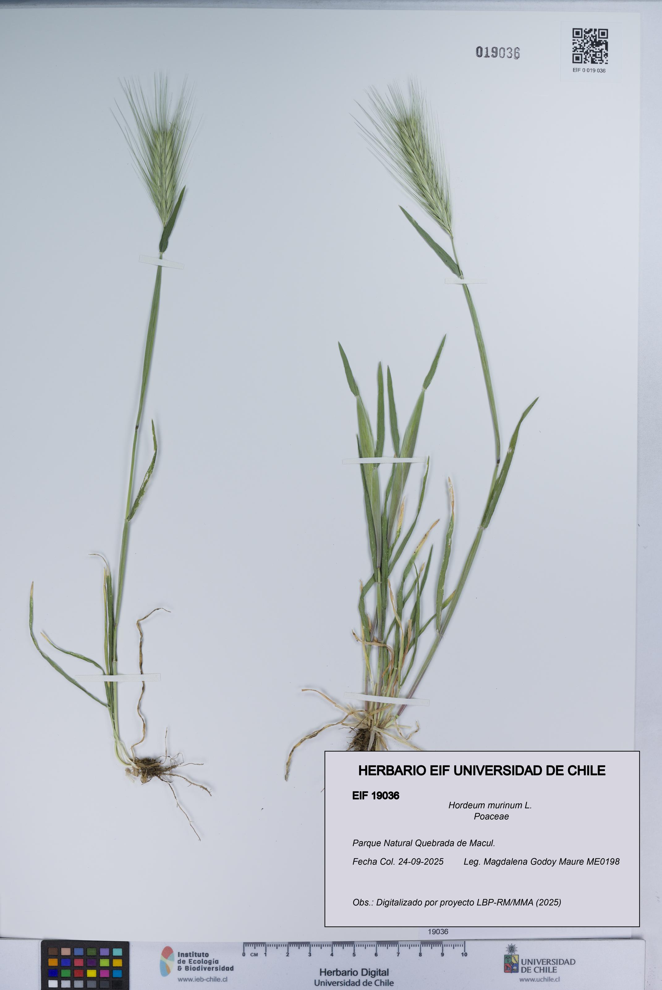 Hordeum murinum [Espécimen: UCH:EIF:0019036]