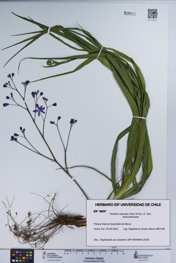 Pasithea caerulea [Espécimen: UCH:EIF:0019037]