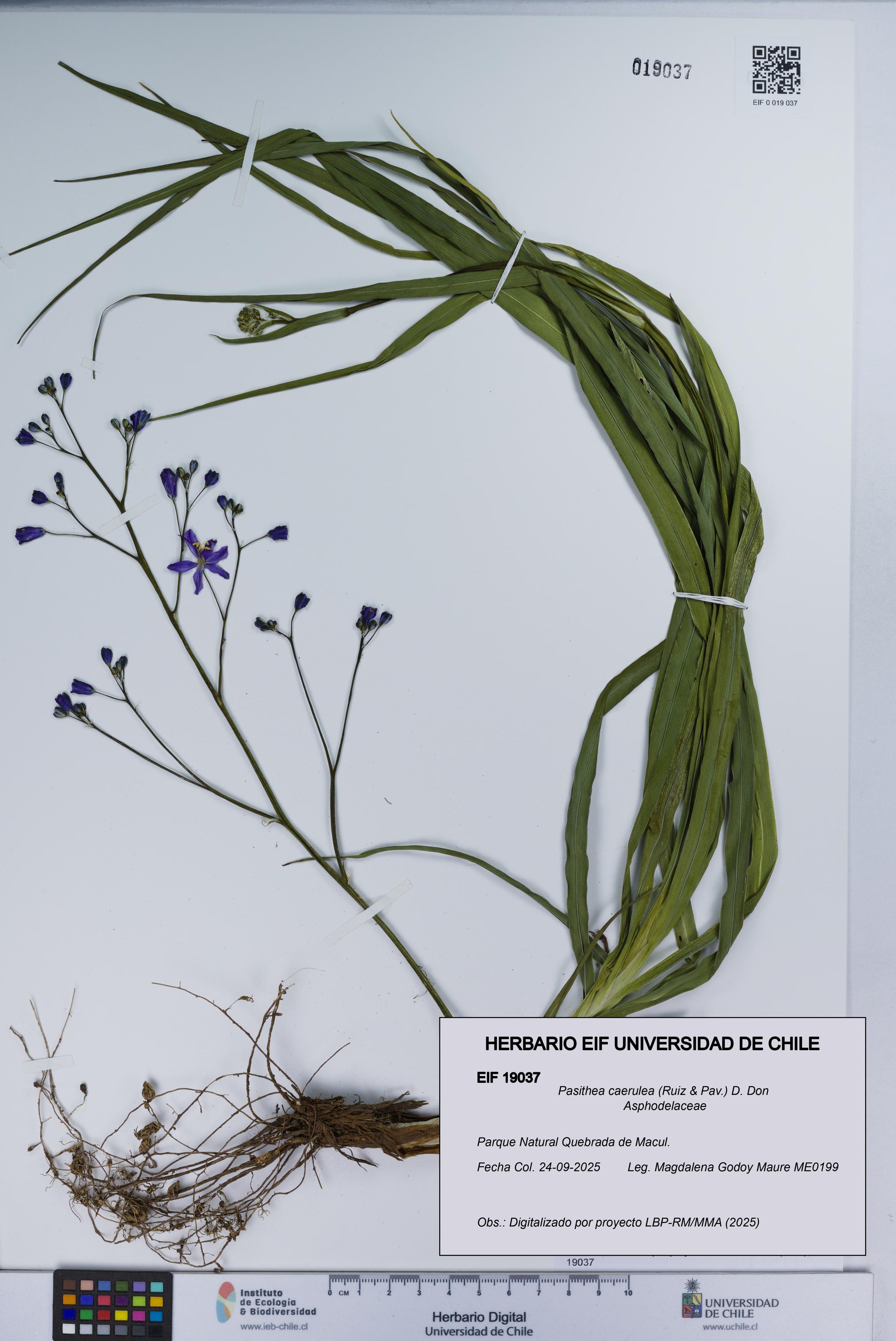 Pasithea caerulea [Espécimen: UCH:EIF:0019037]