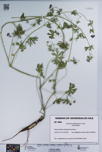 Geranium skottsbergii [Espécimen: UCH:EIF:0019038]