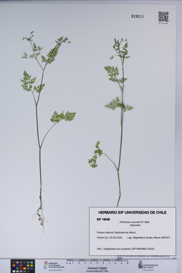 Anthriscus caucalis [Espécimen: UCH:EIF:0019039]