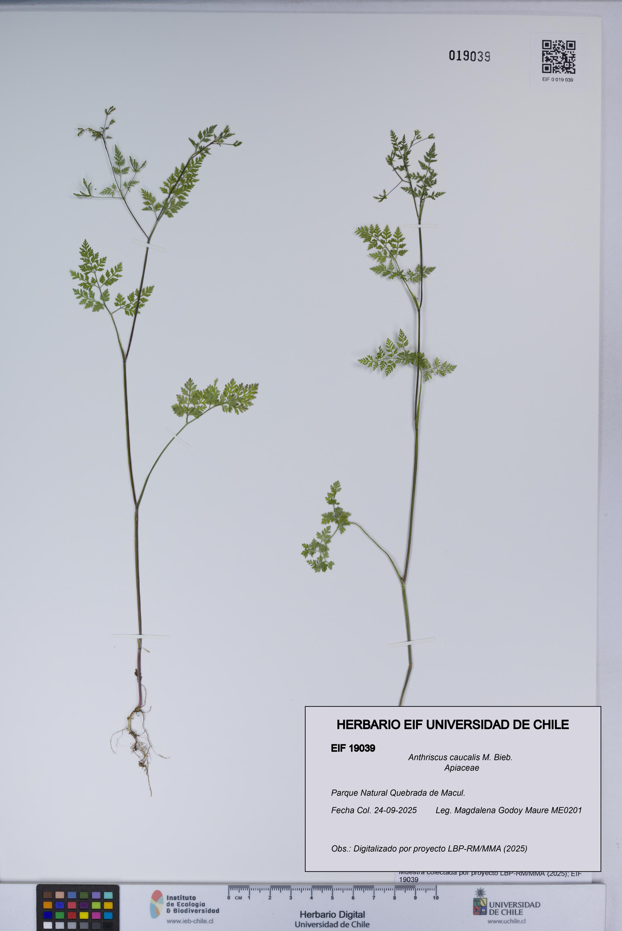 Anthriscus caucalis [Espécimen: UCH:EIF:0019039]