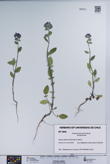 Phacelia brachyantha [Espécimen: UCH:EIF:0019040]