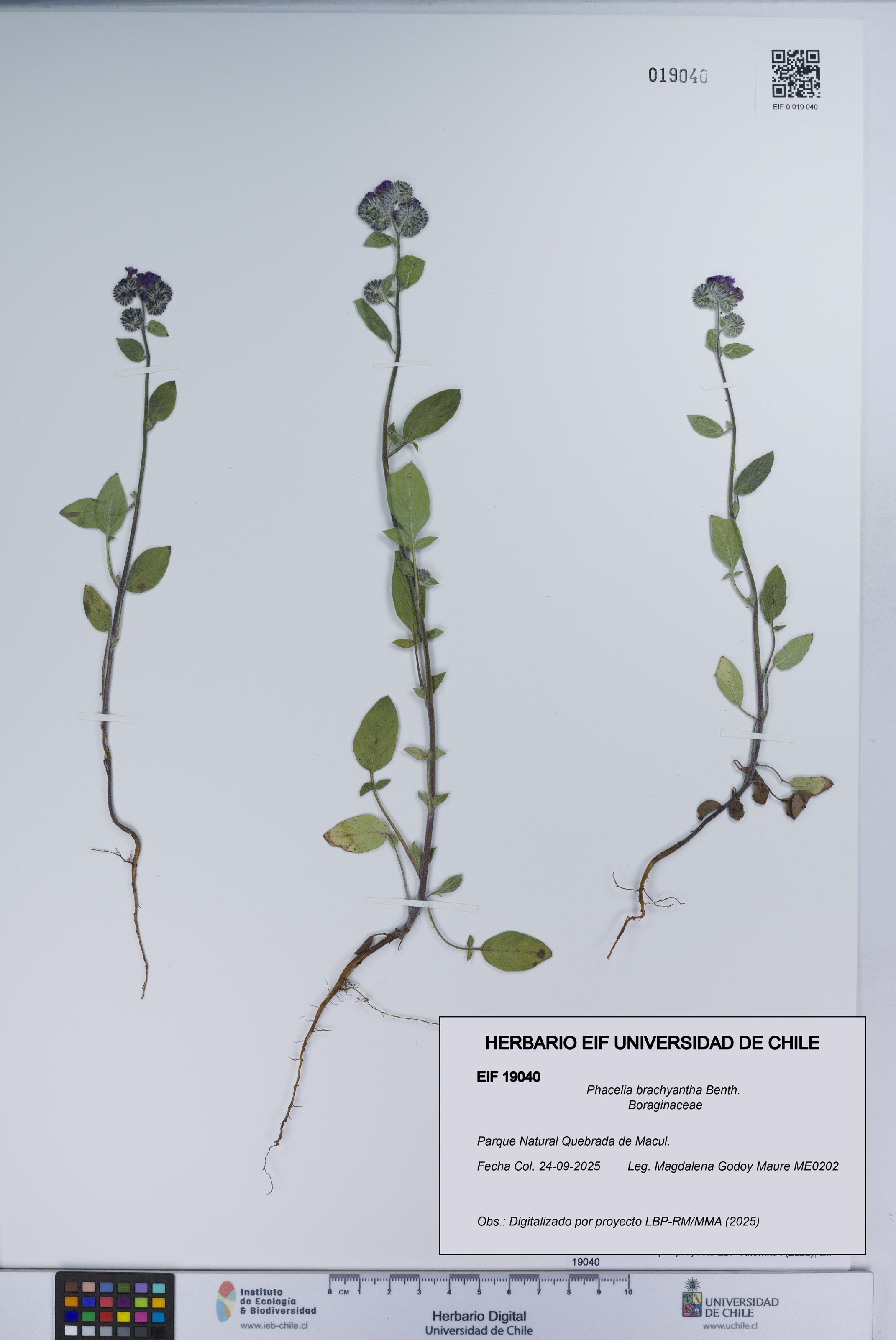 Phacelia brachyantha [Espécimen: UCH:EIF:0019040]