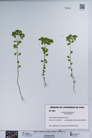 Euphorbia platyphyllos [Espécimen: UCH:EIF:0019041]