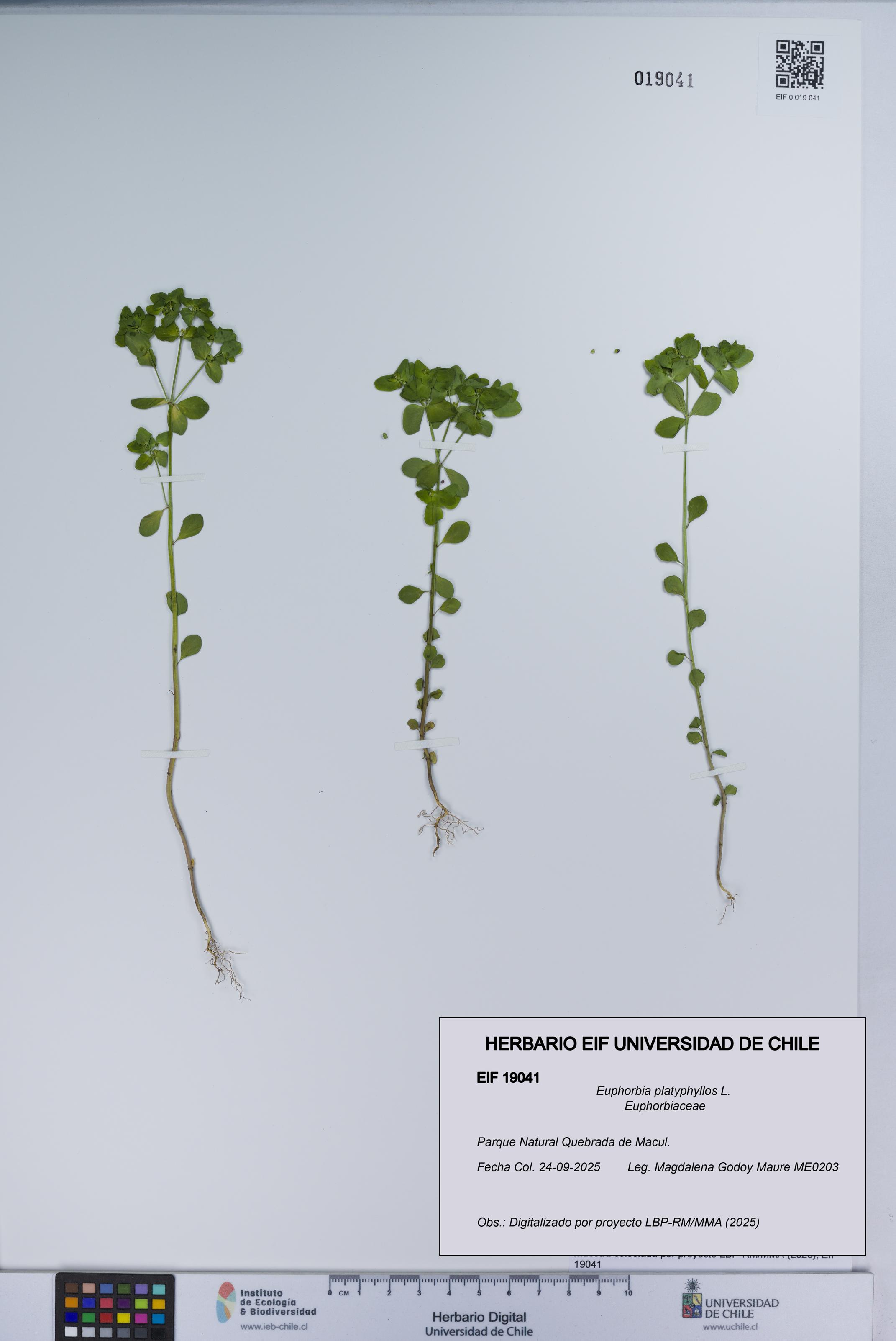 Euphorbia platyphyllos [Espécimen: UCH:EIF:0019041]