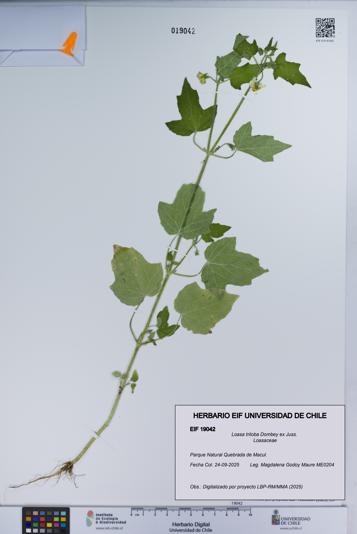 Loasa triloba [Espécimen: UCH:EIF:0019042]