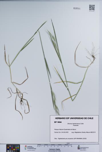 Bromus berteroanus [Espécimen: UCH:EIF:0019044]