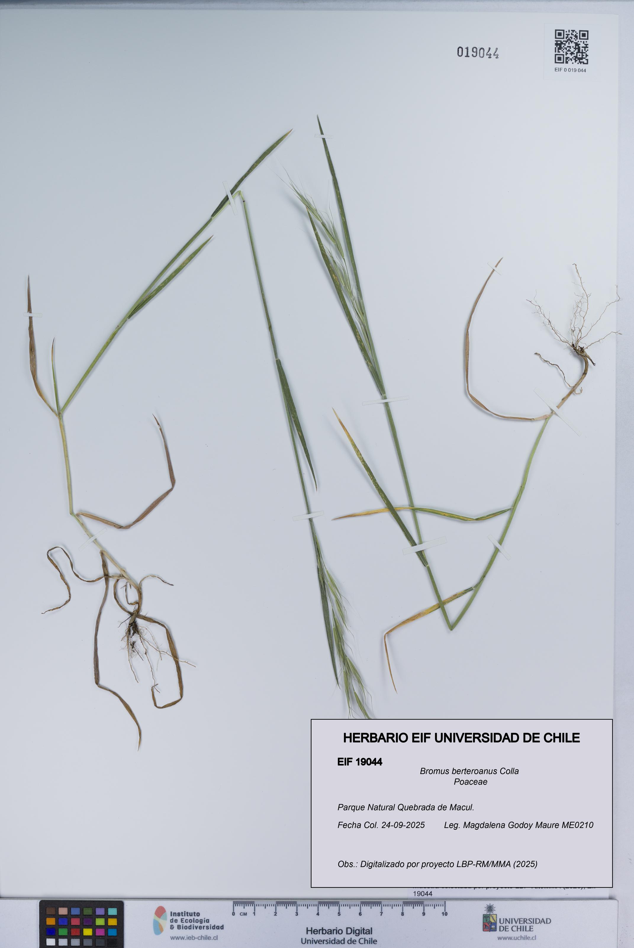 Bromus berteroanus [Espécimen: UCH:EIF:0019044]