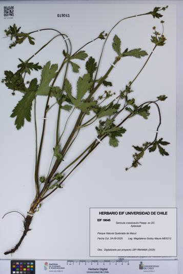 Sanicula crassicaulis [Espécimen: UCH:EIF:0019045]