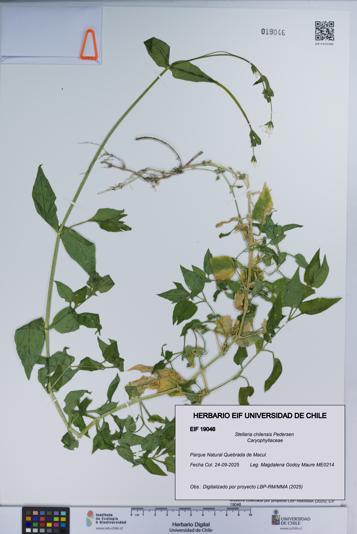 Stellaria chilensis [Espécimen: UCH:EIF:0019046]